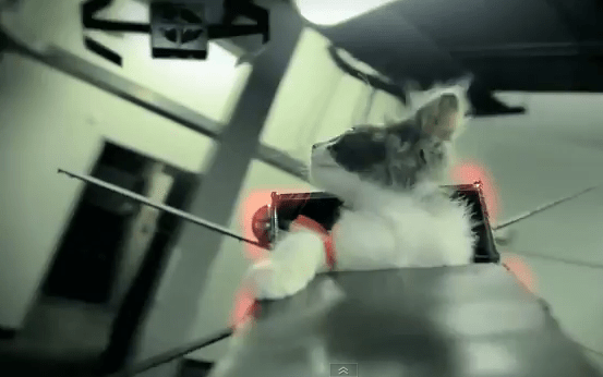 Jedi Kittens Strike Back